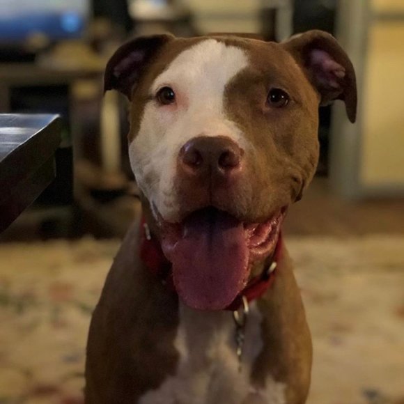 Meet your Posher, Kelly - Picture 2 of 3